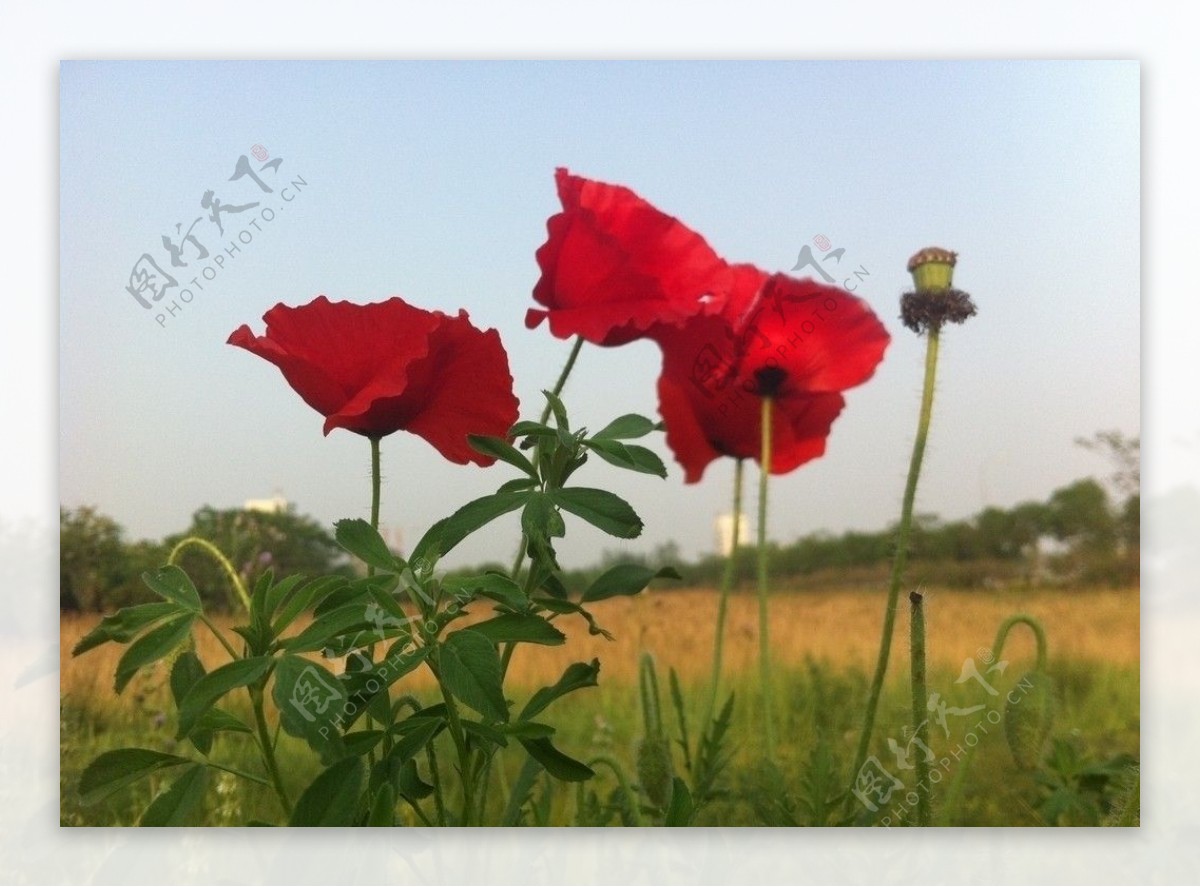 花朵风景图片