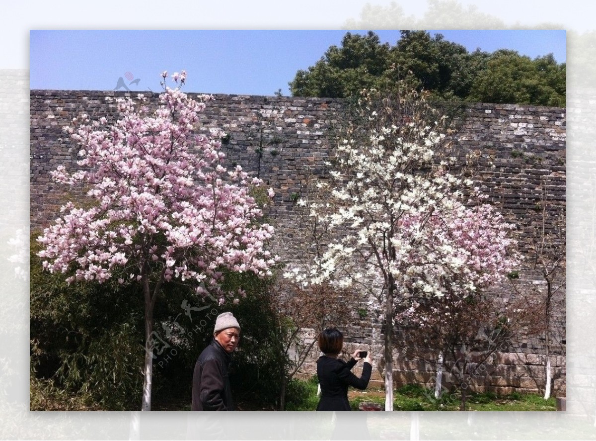 樱花和城墙图片