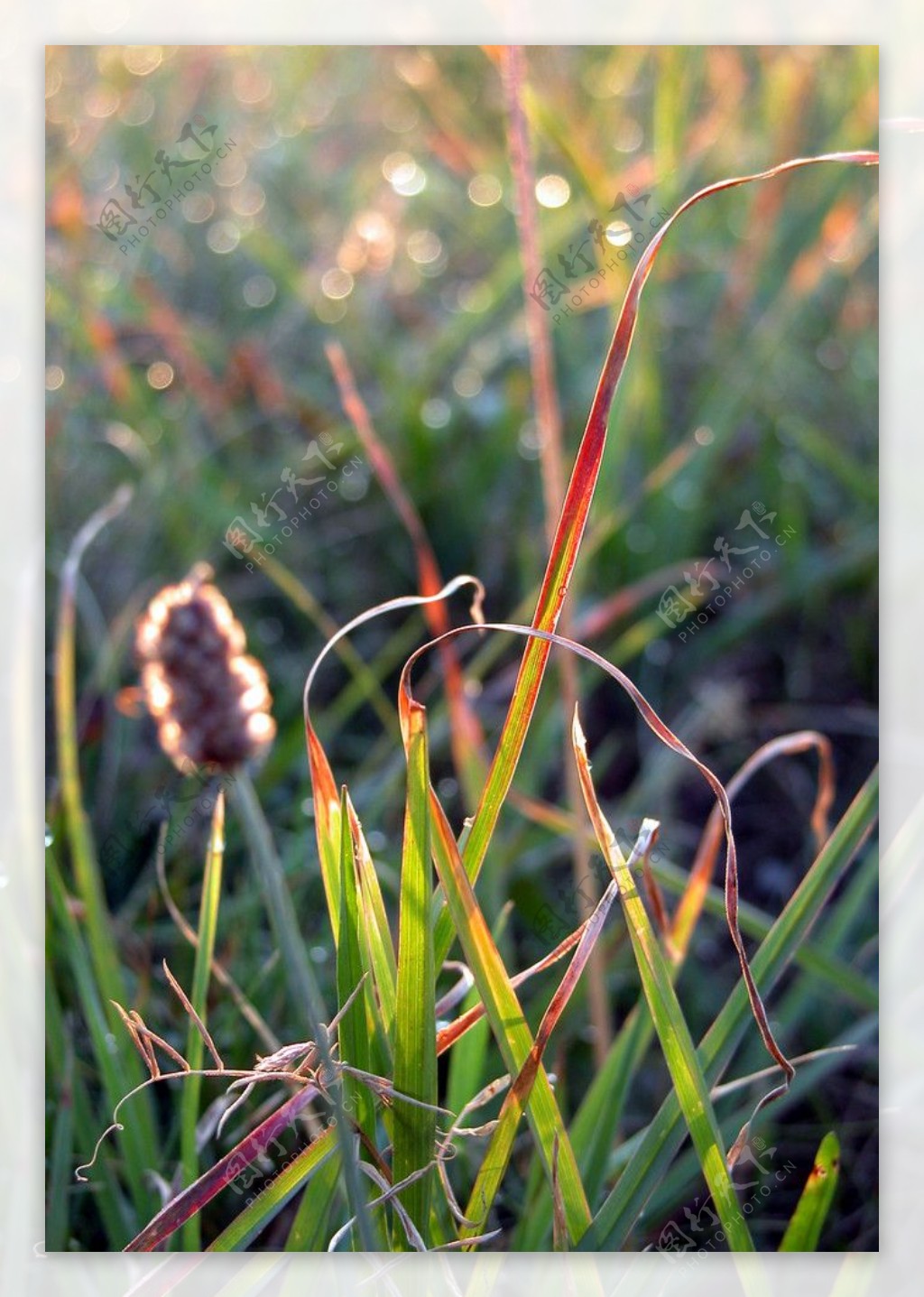 小草植物图片