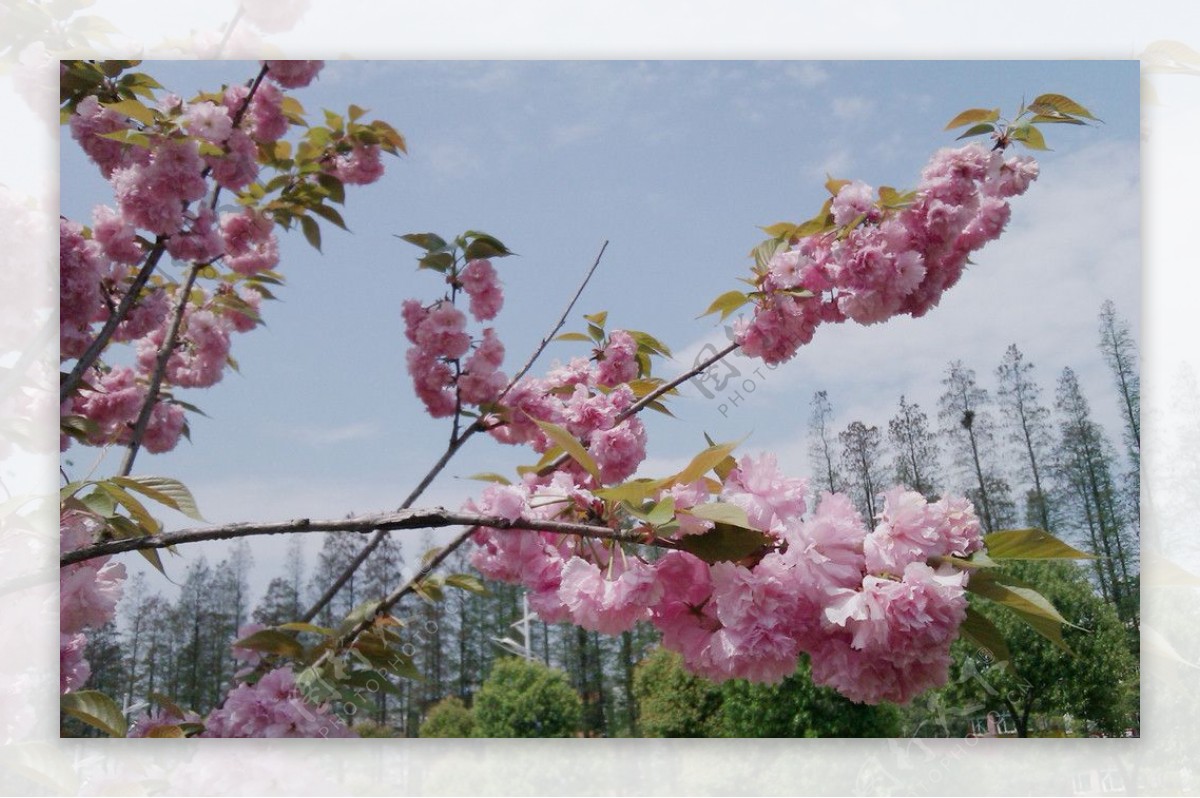 樱花图片