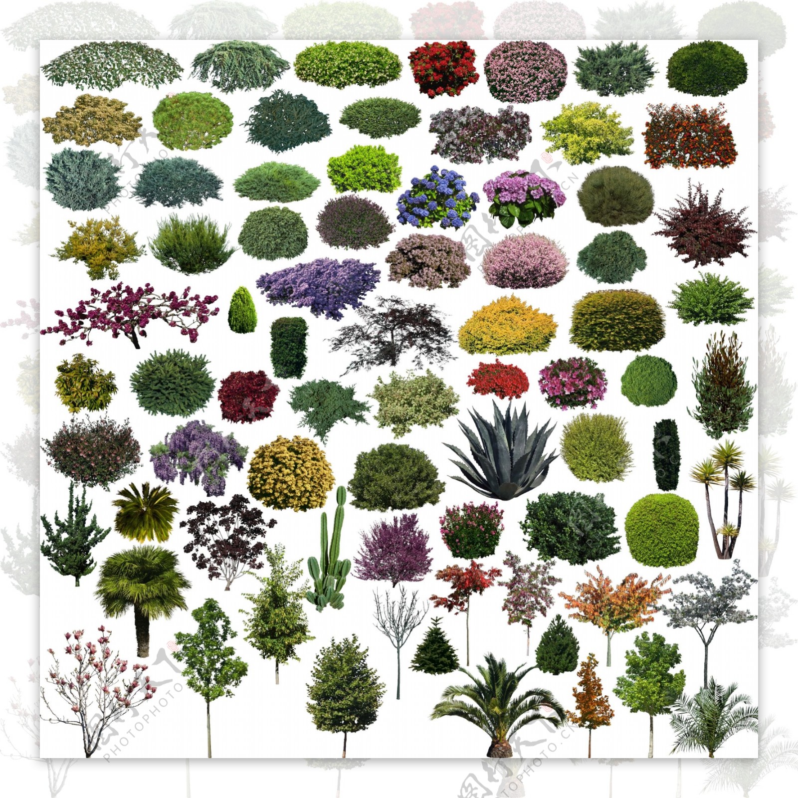 花卉植物分层素材PSD图片
