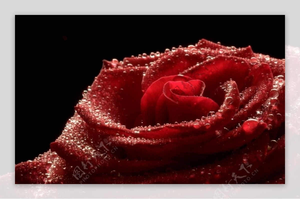 红玫瑰之恋图片