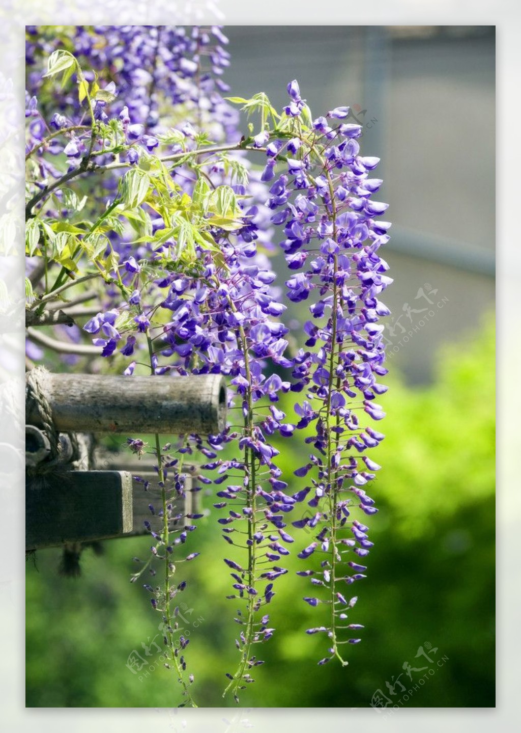 藤架的紫藤图片