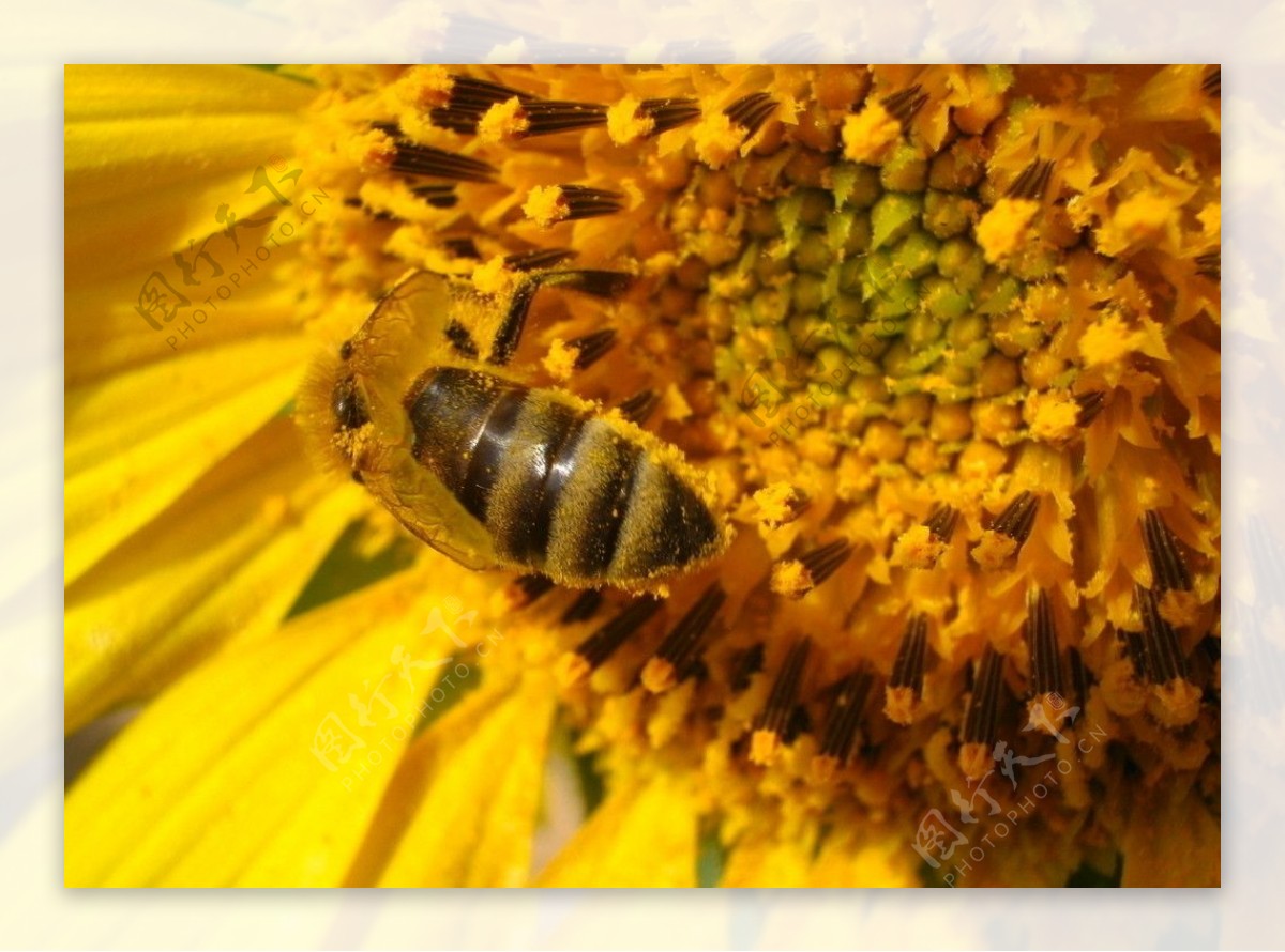 蜜蜂醉于向日葵图片