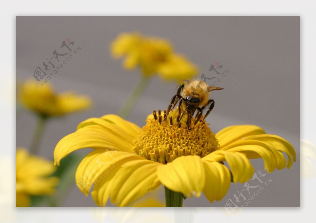 花朵蜜蜂图片