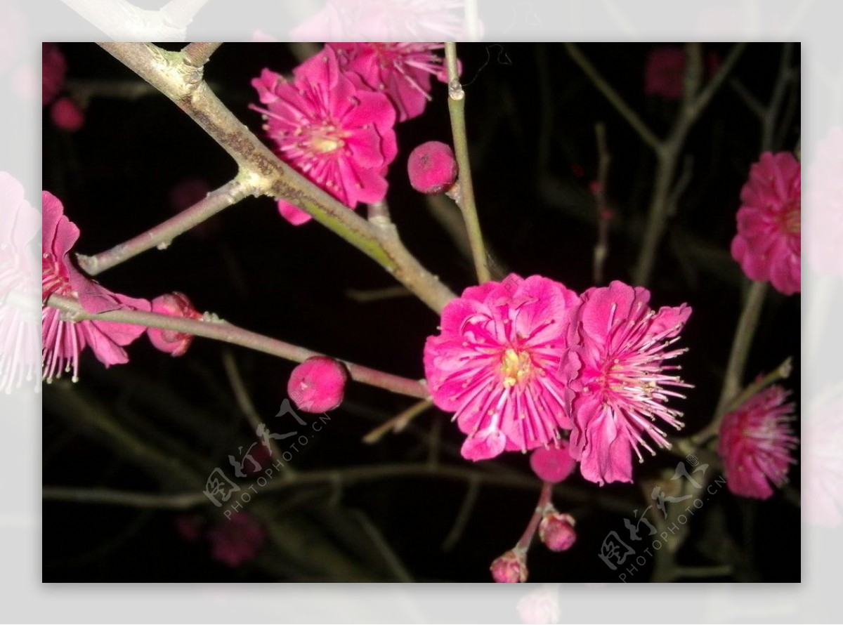 梅花吐蕊图片
