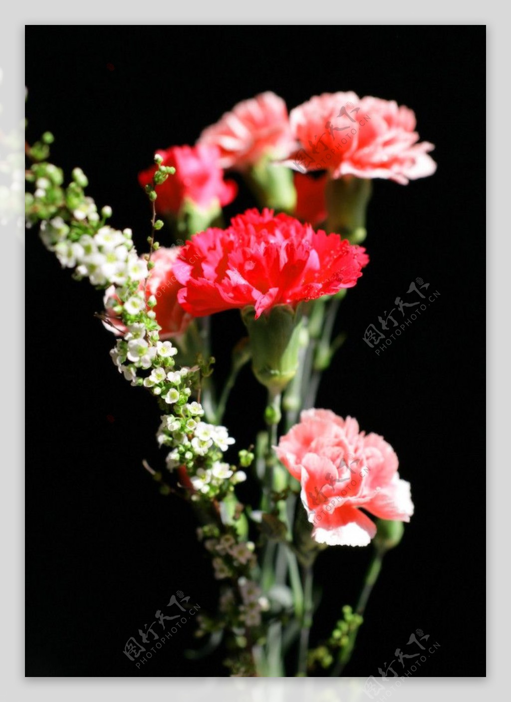康乃馨的花束图片