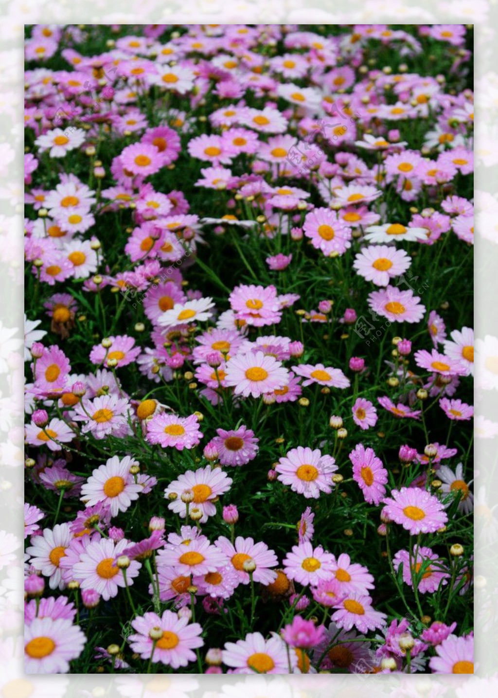 春天的野菊花图片