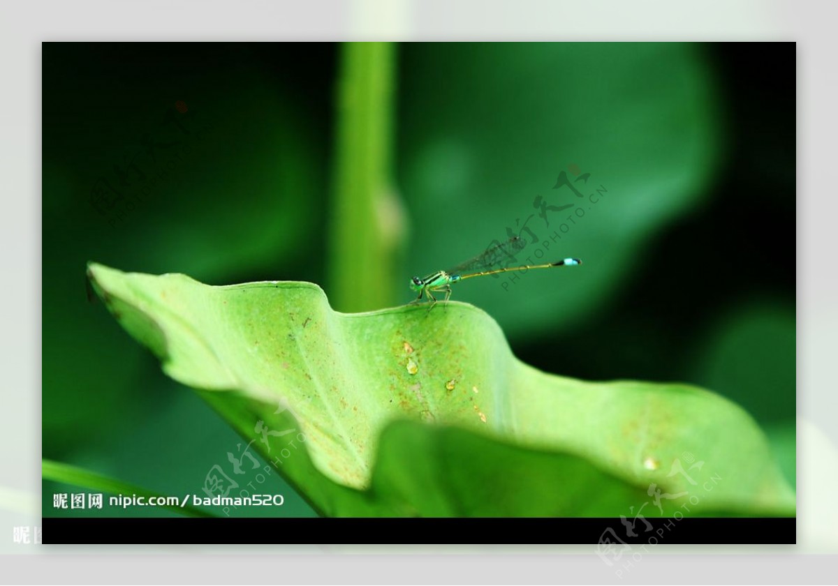 清晨雨中台南白河蓮花攝影蜻蜓图片