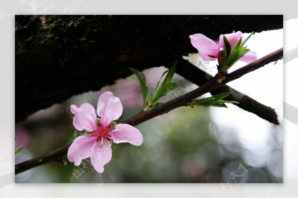 江西婺源理坑村子里的桃花图片