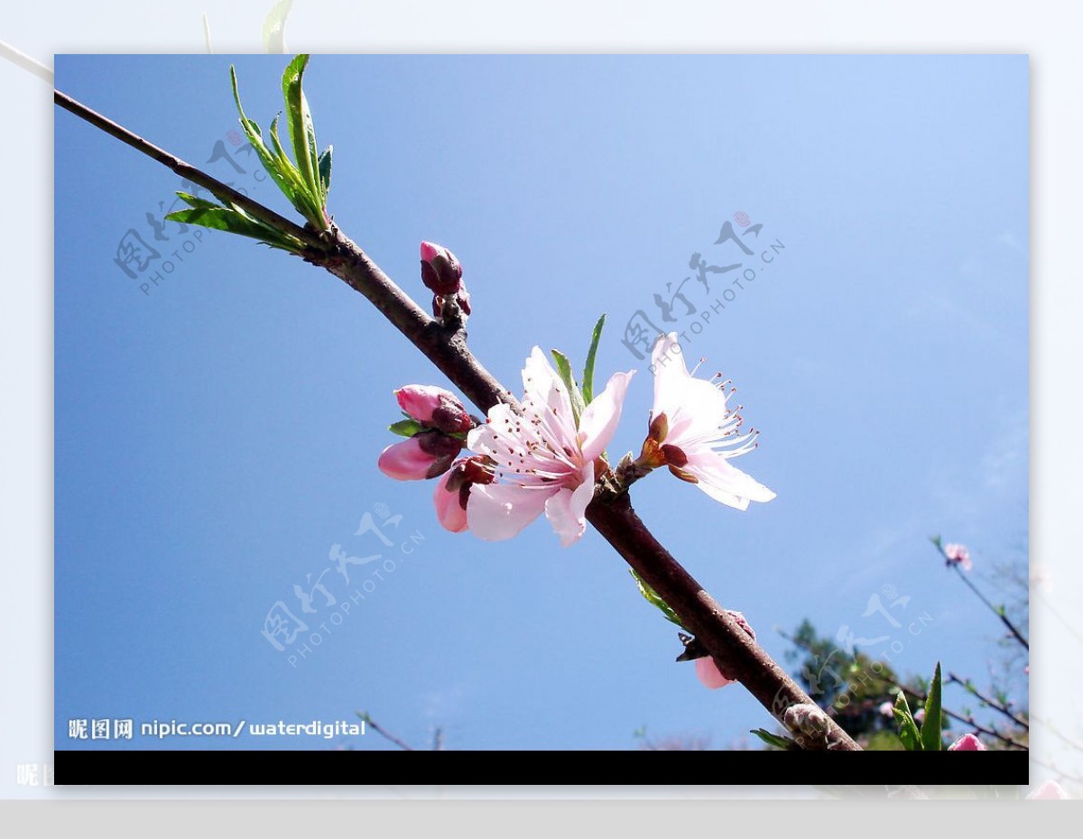 岩山桃花节图片