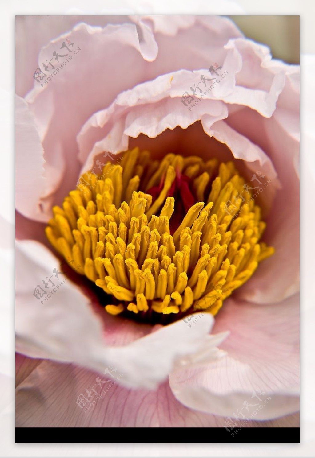 牡丹花花蕊图片