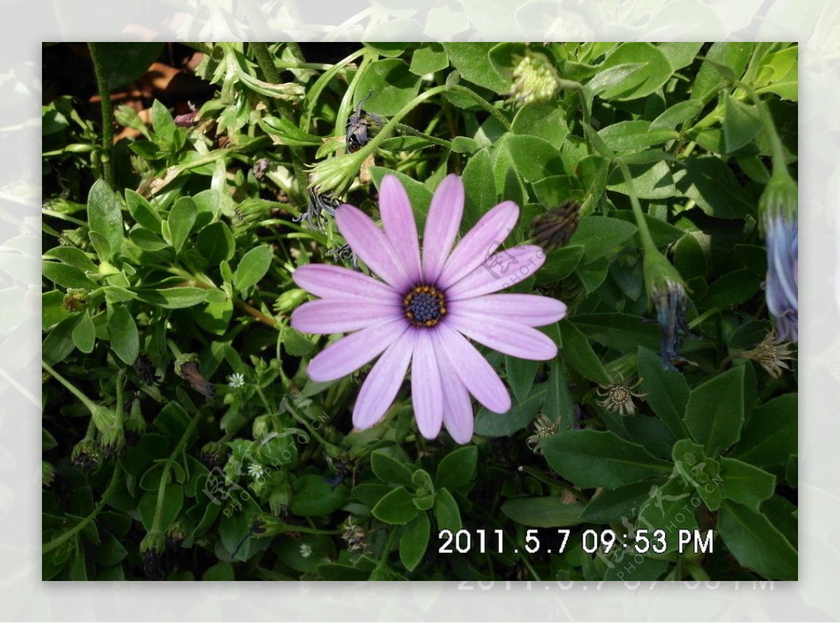 淡紫色花朵图片