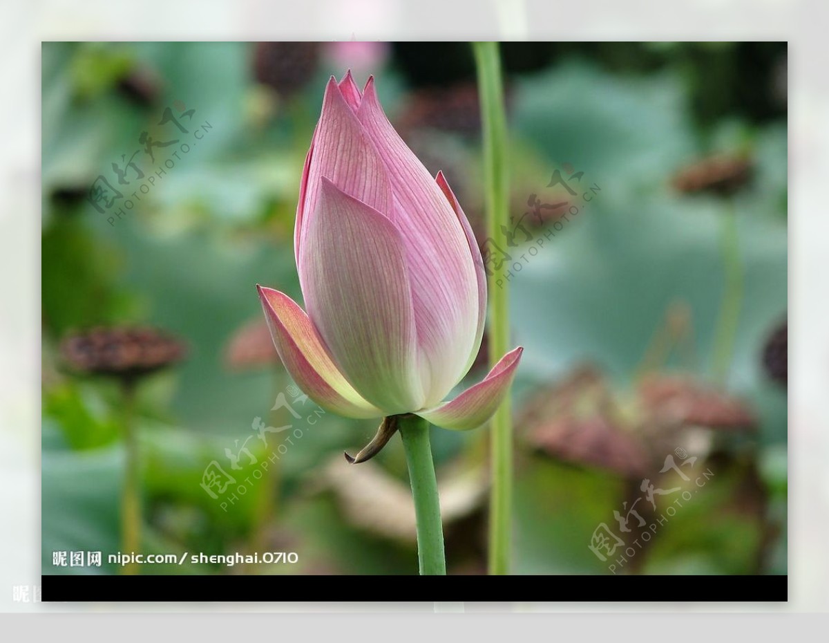 出水芙蓉图片