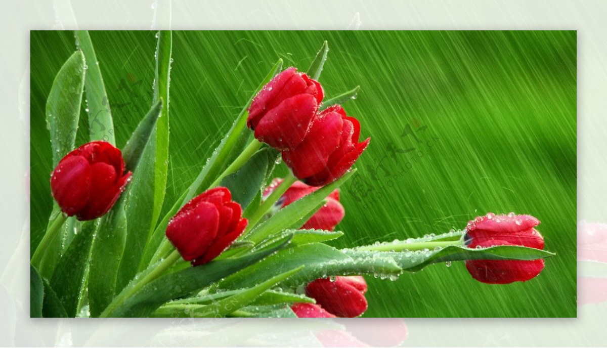 雨中的郁金香图片