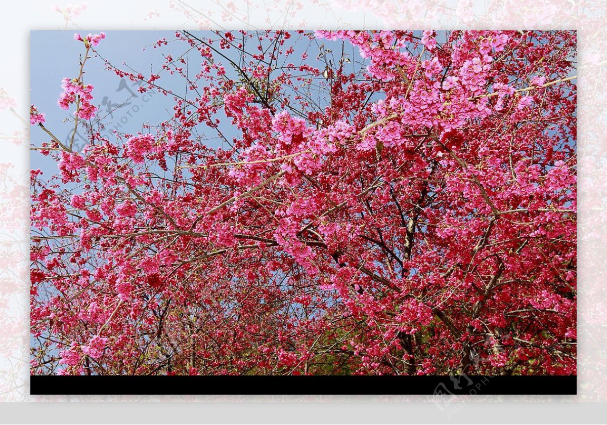山櫻花盛開图片