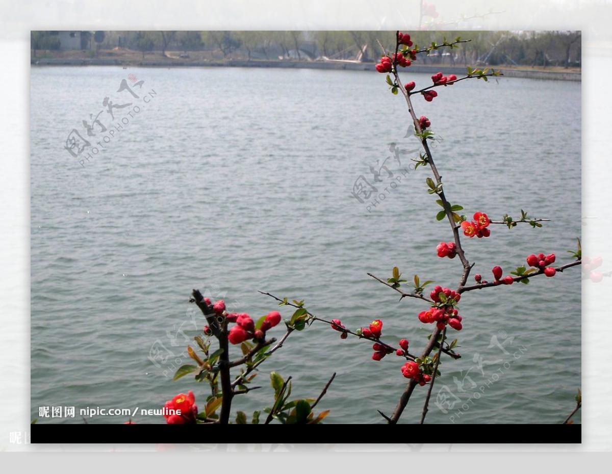 搖曳一樹芳菲图片