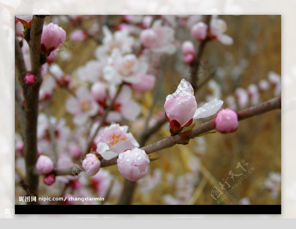 初春的桃花|摄影|风光摄影|OG118 - 原创作品 - 站酷 (ZCOOL)