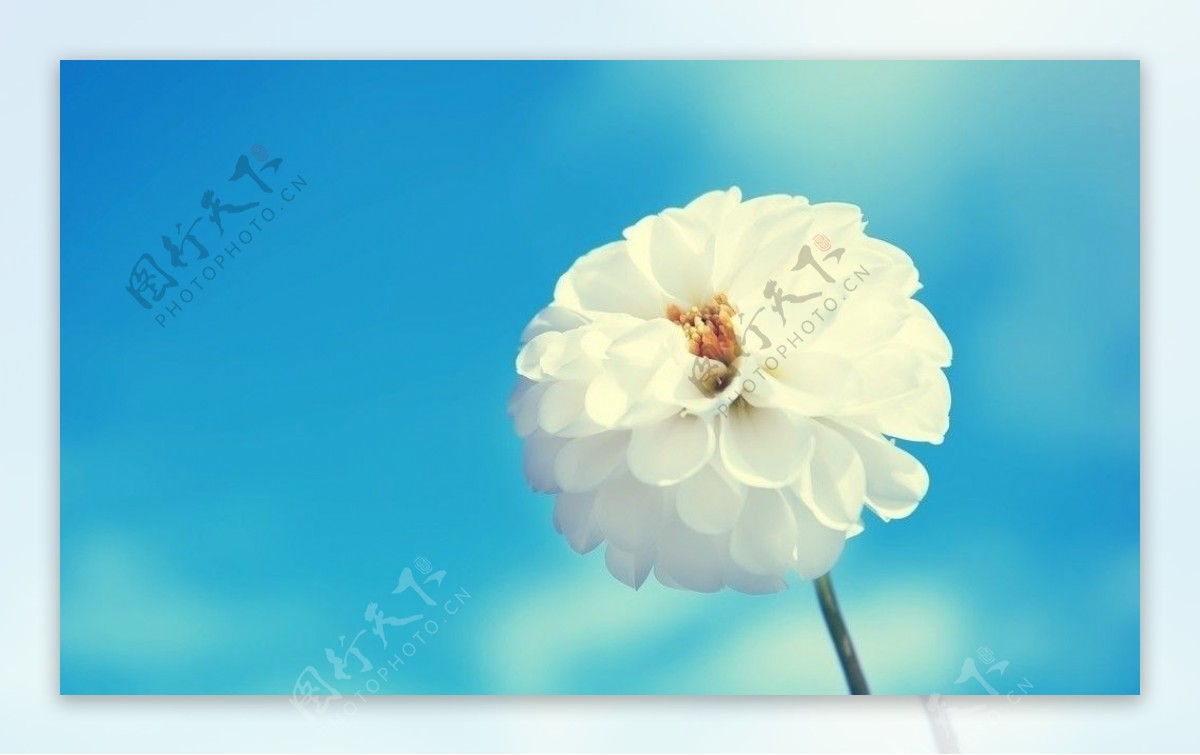白色花朵壁纸图片