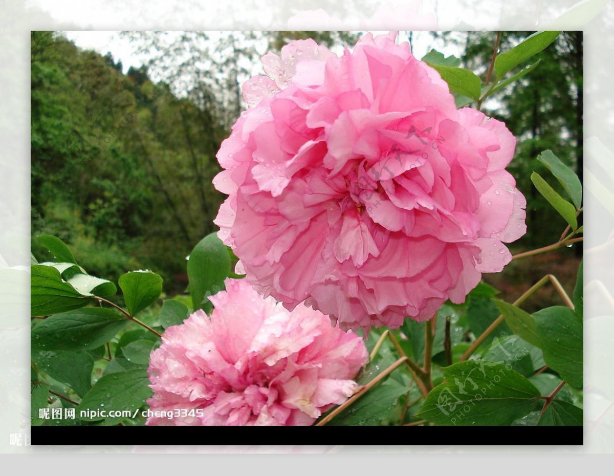 丹景山粉红牡丹图片