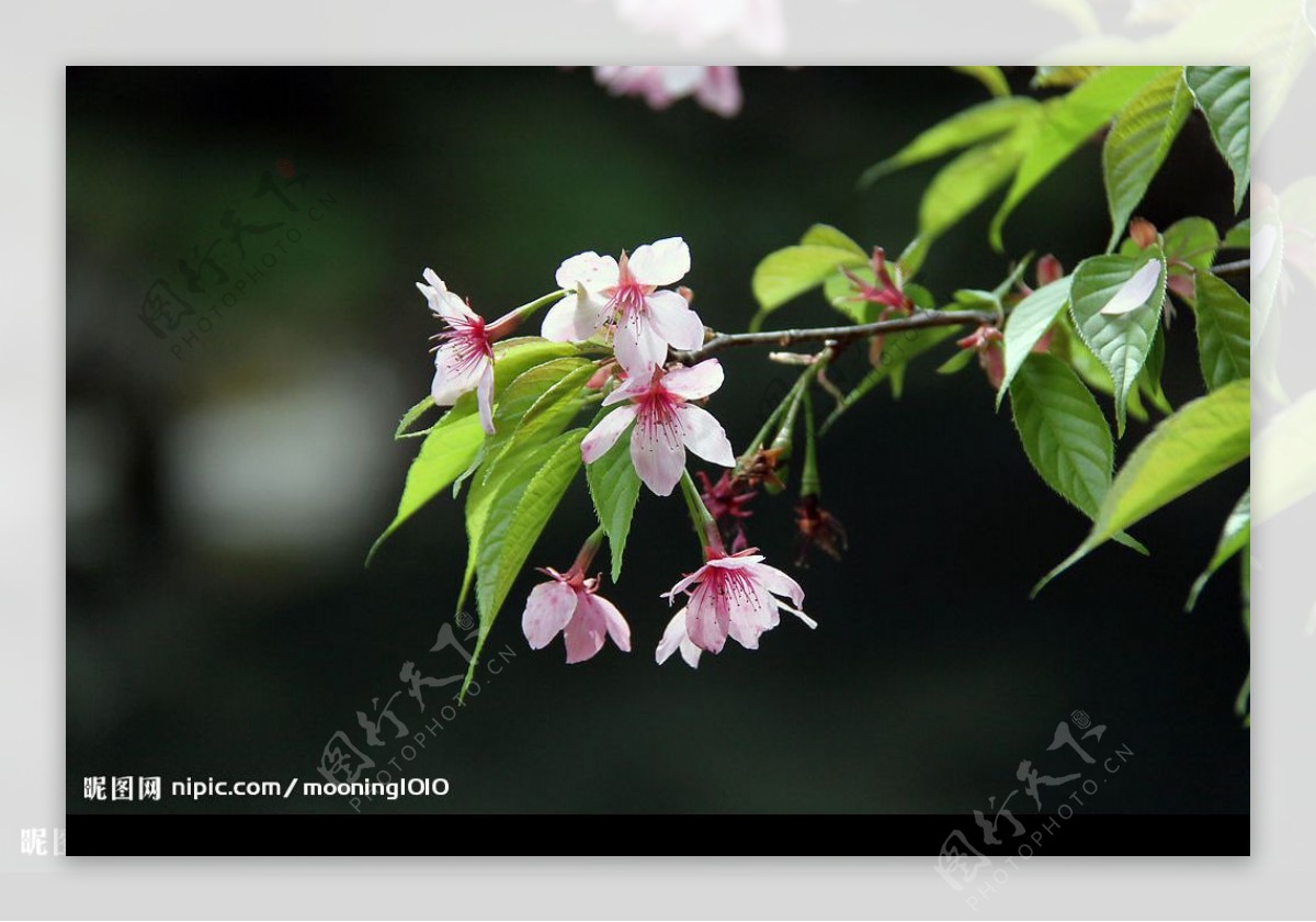 阿里山櫻花图片