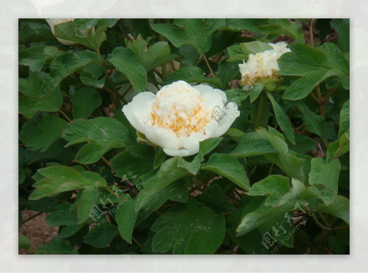 花冠型白色牡丹图片