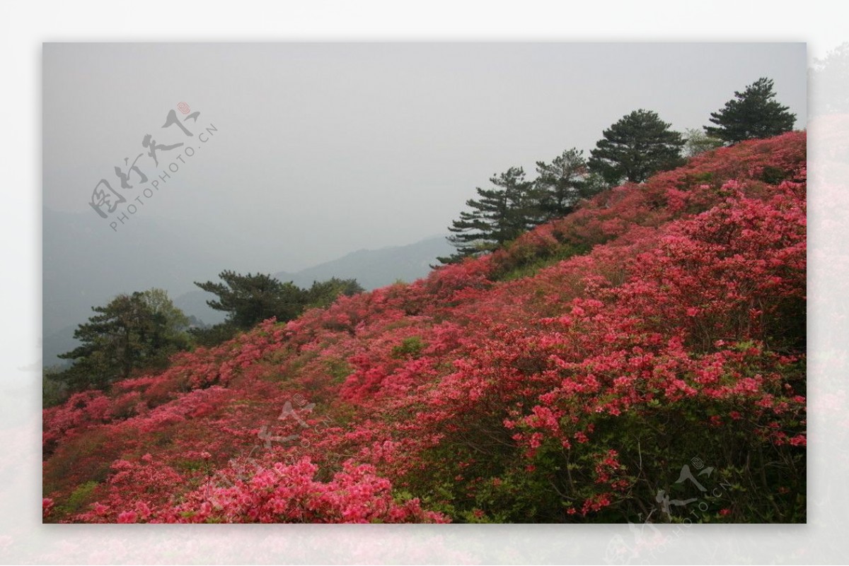 杜鹃花图片