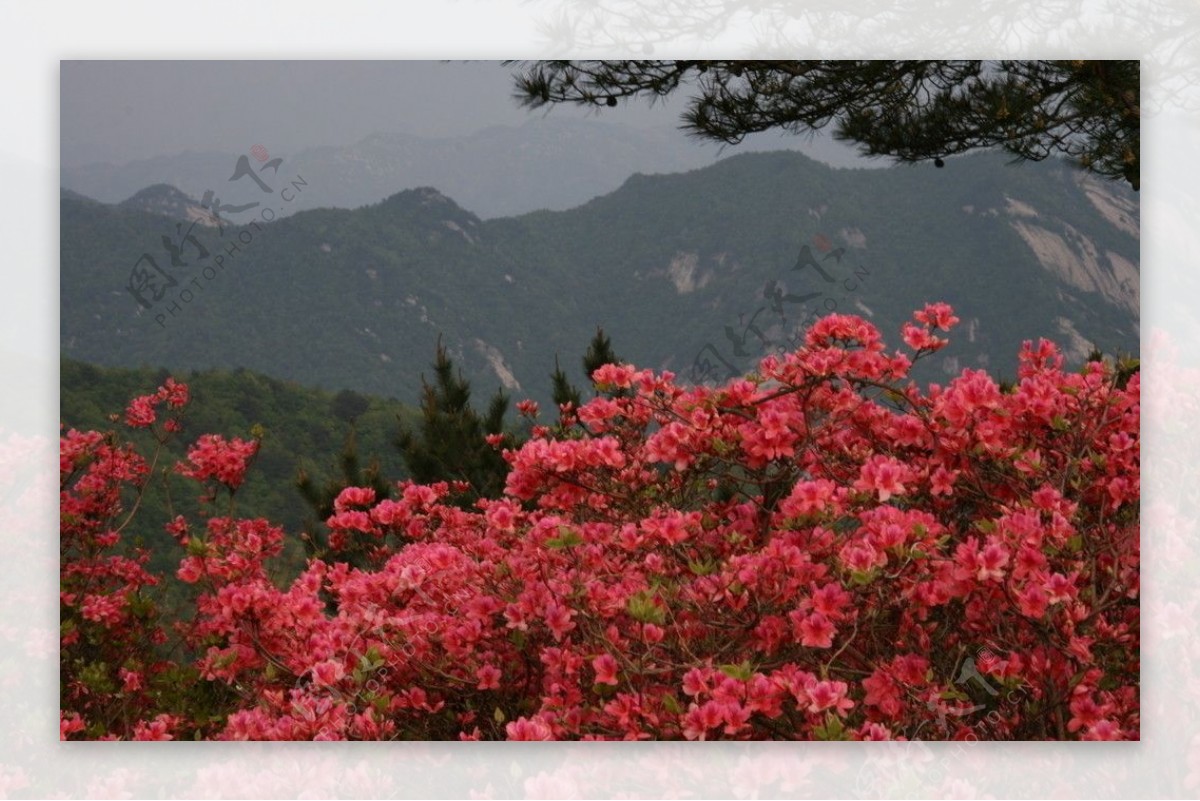 麻城龟峰山杜鹃园图片