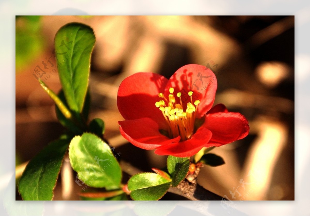 海棠花红色红海棠图片