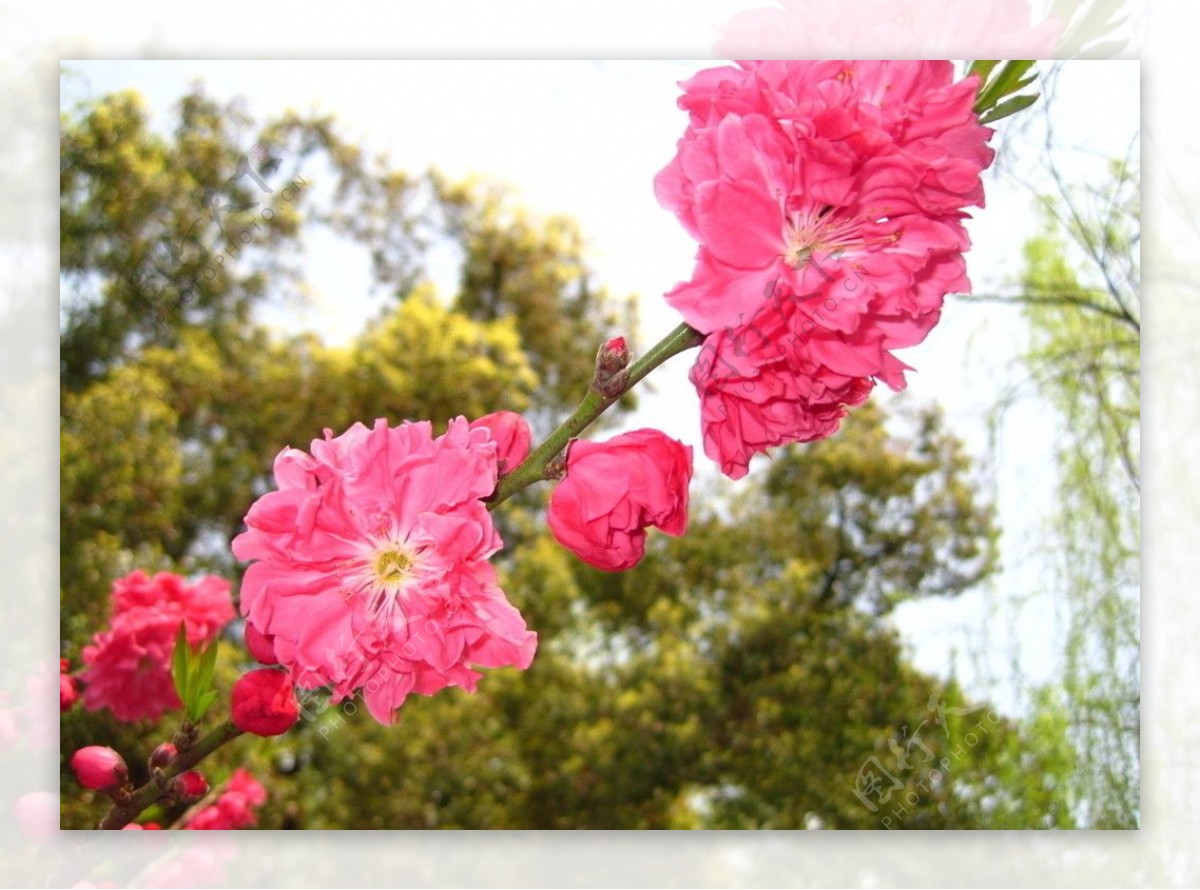 西湖的花桃花图片