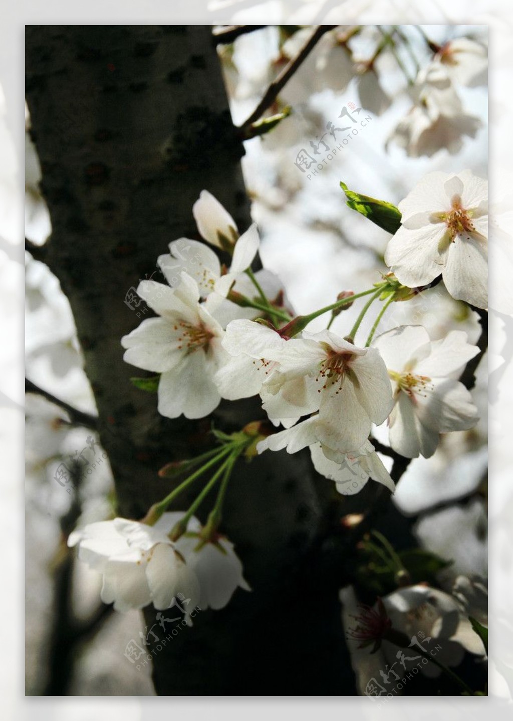 春之颂日本樱花图片