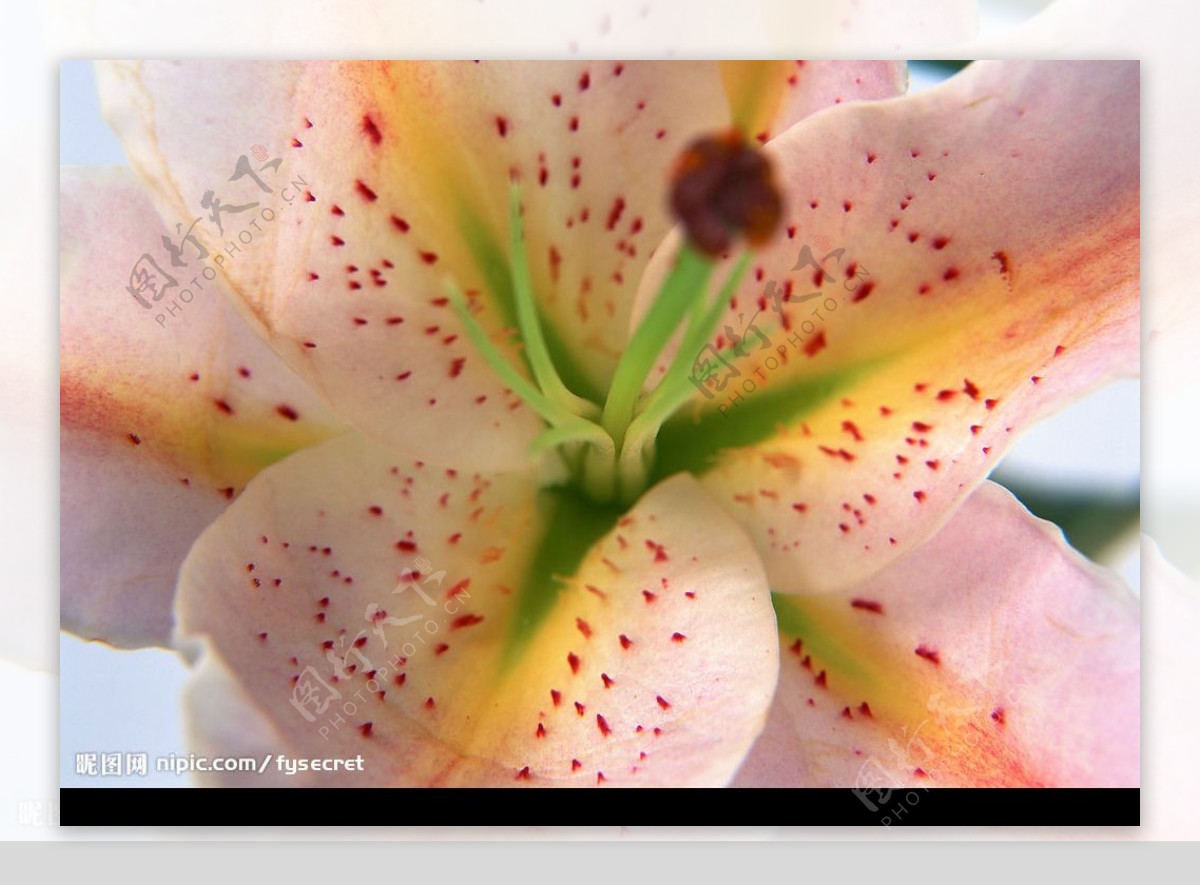 花卉香水百合图片