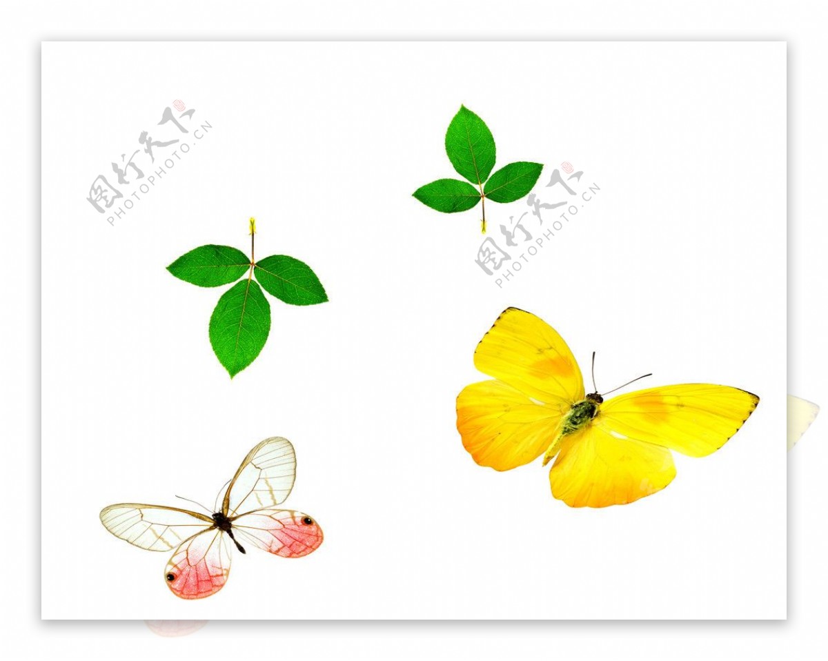 树叶蝴蝶图片
