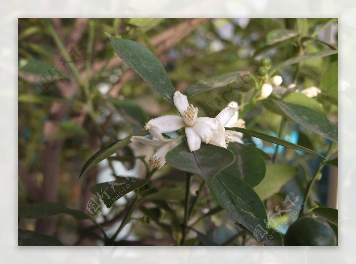 金橘的花与果图片