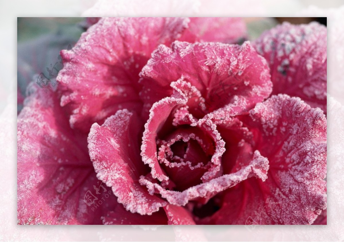 粉红花卉摄影图片