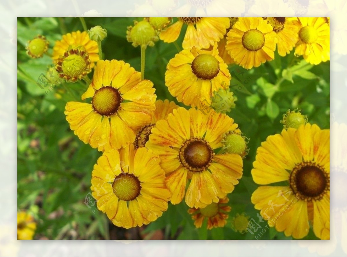 黄色花丛图片
