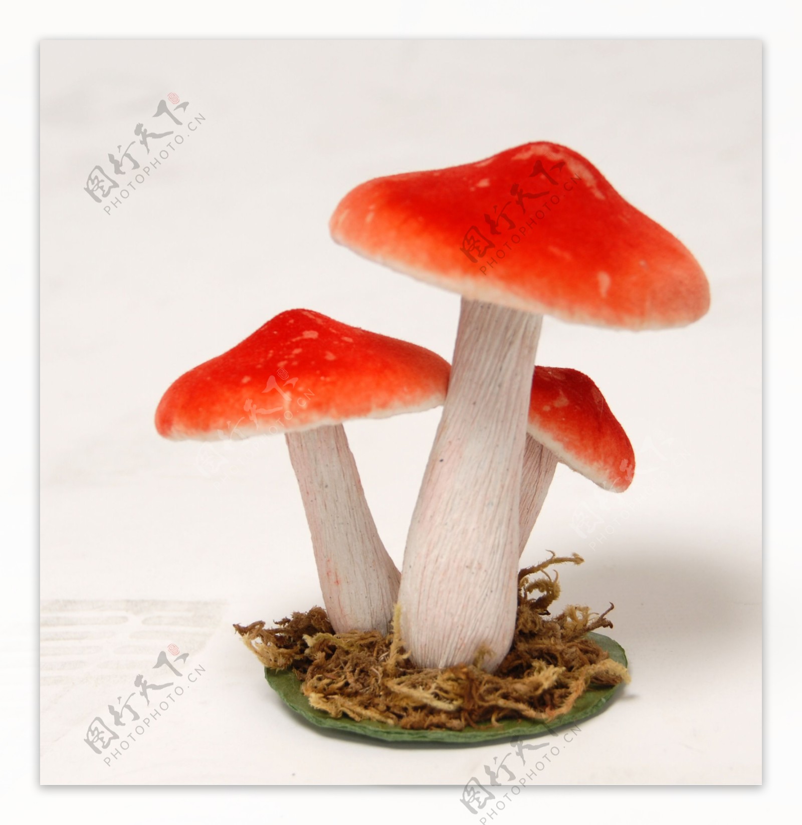 红色的蘑菇图片