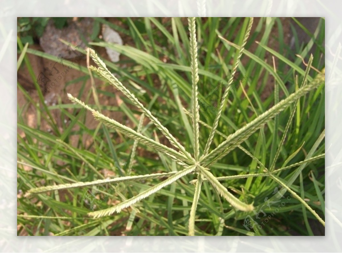 斑茅：茫茫荒野之中的生命之花 - 知乎