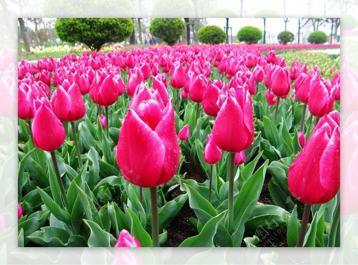 郁金香花图片