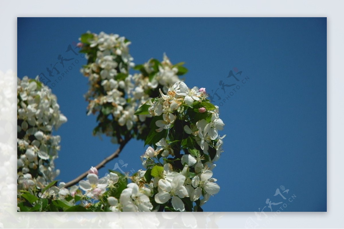 花繁叶茂的苹果树图片