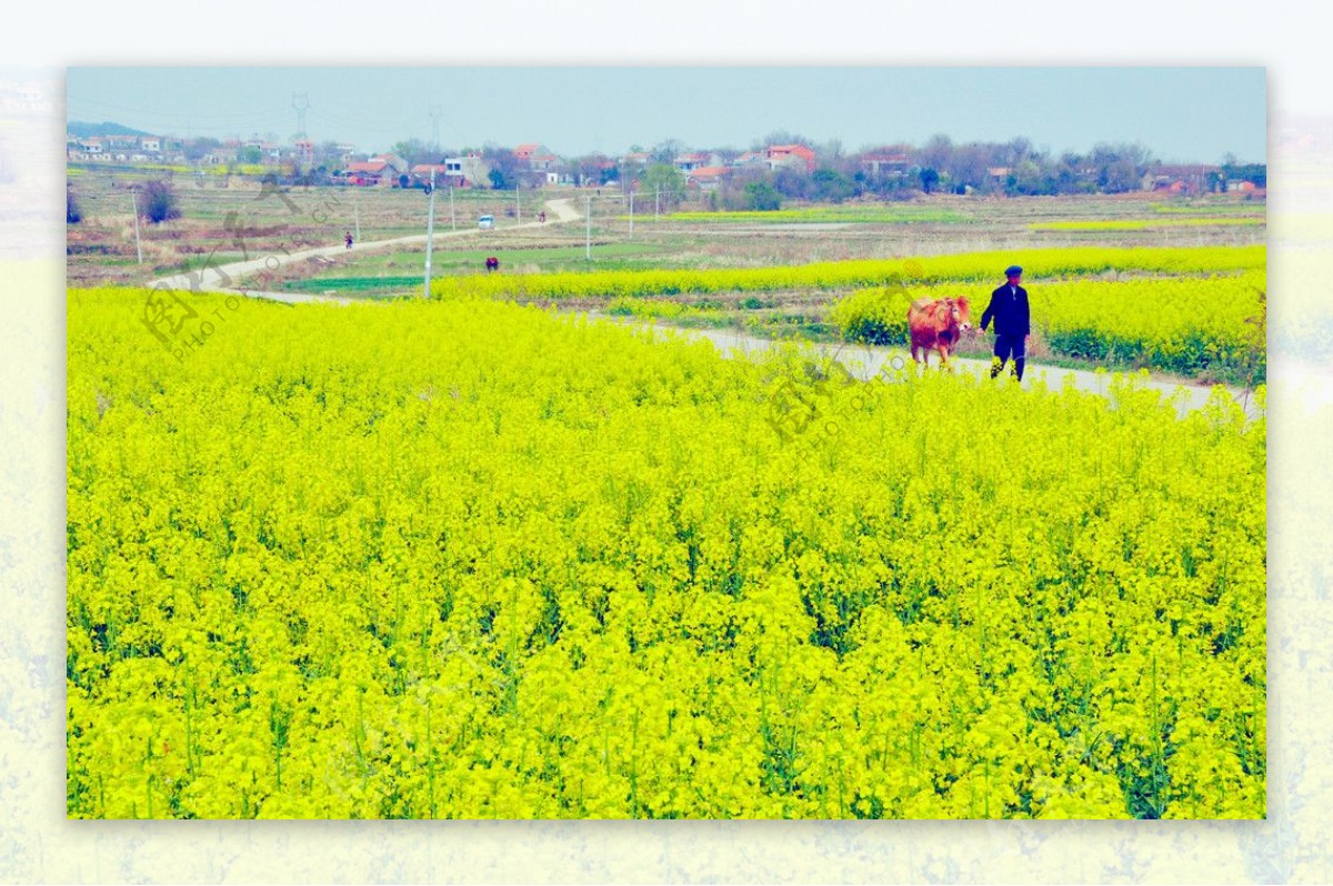 油菜花开图片