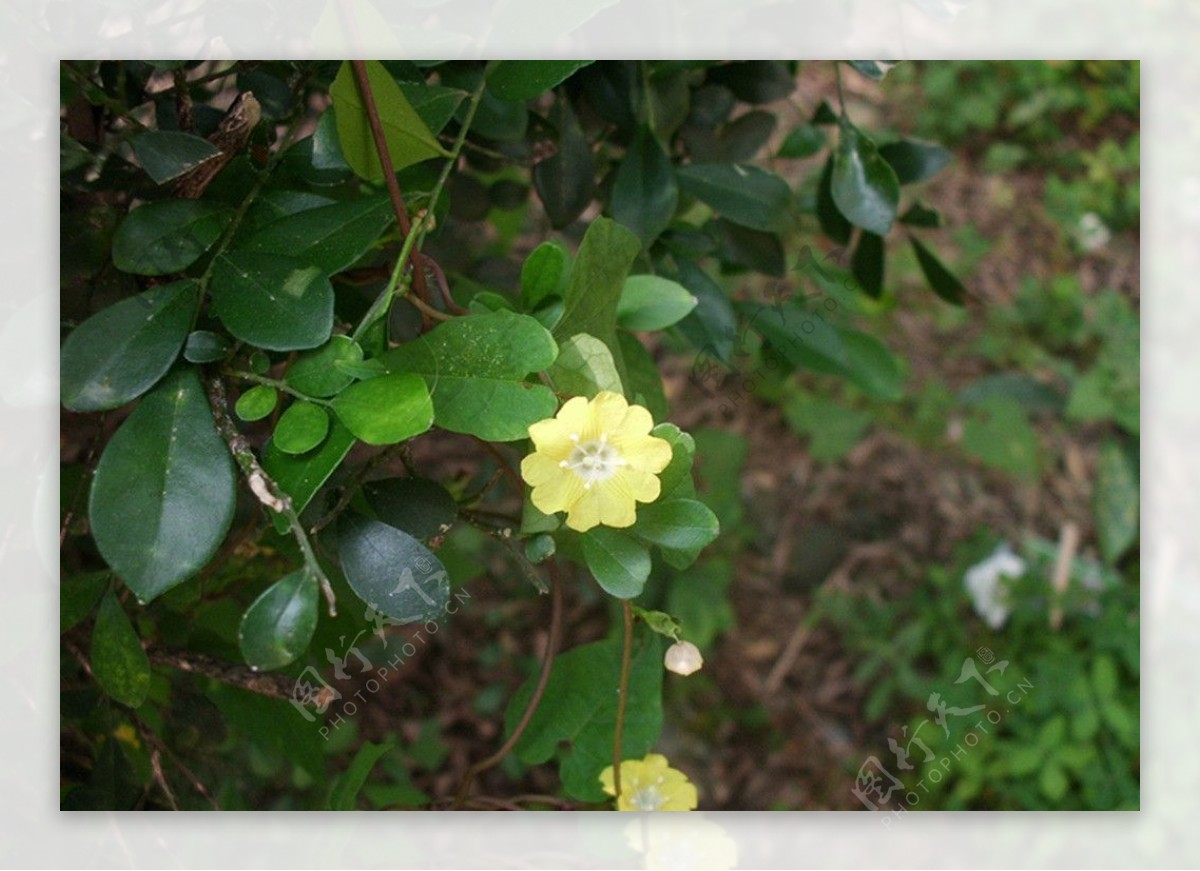 小黄花图片