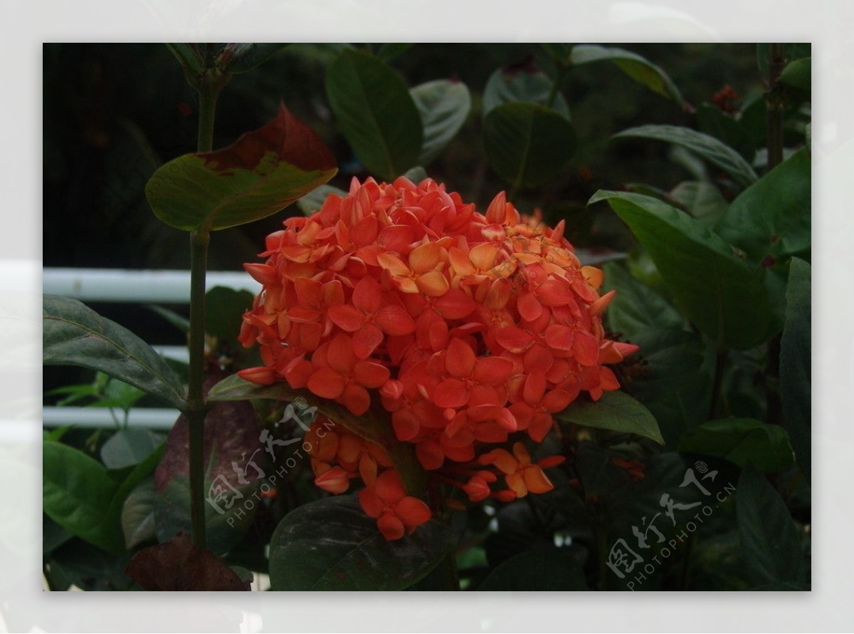 热带花卉图片素材-编号23208645-图行天下