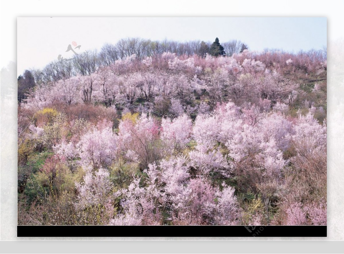 樱花树林图片