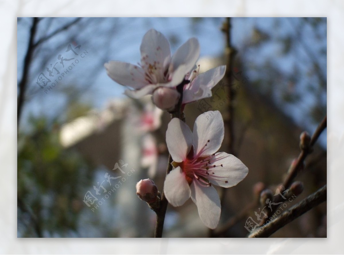 樱花世界图片