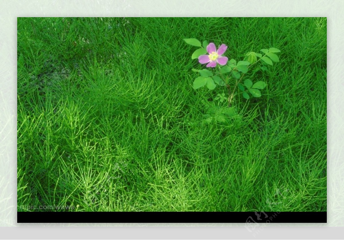 草地野花图片
