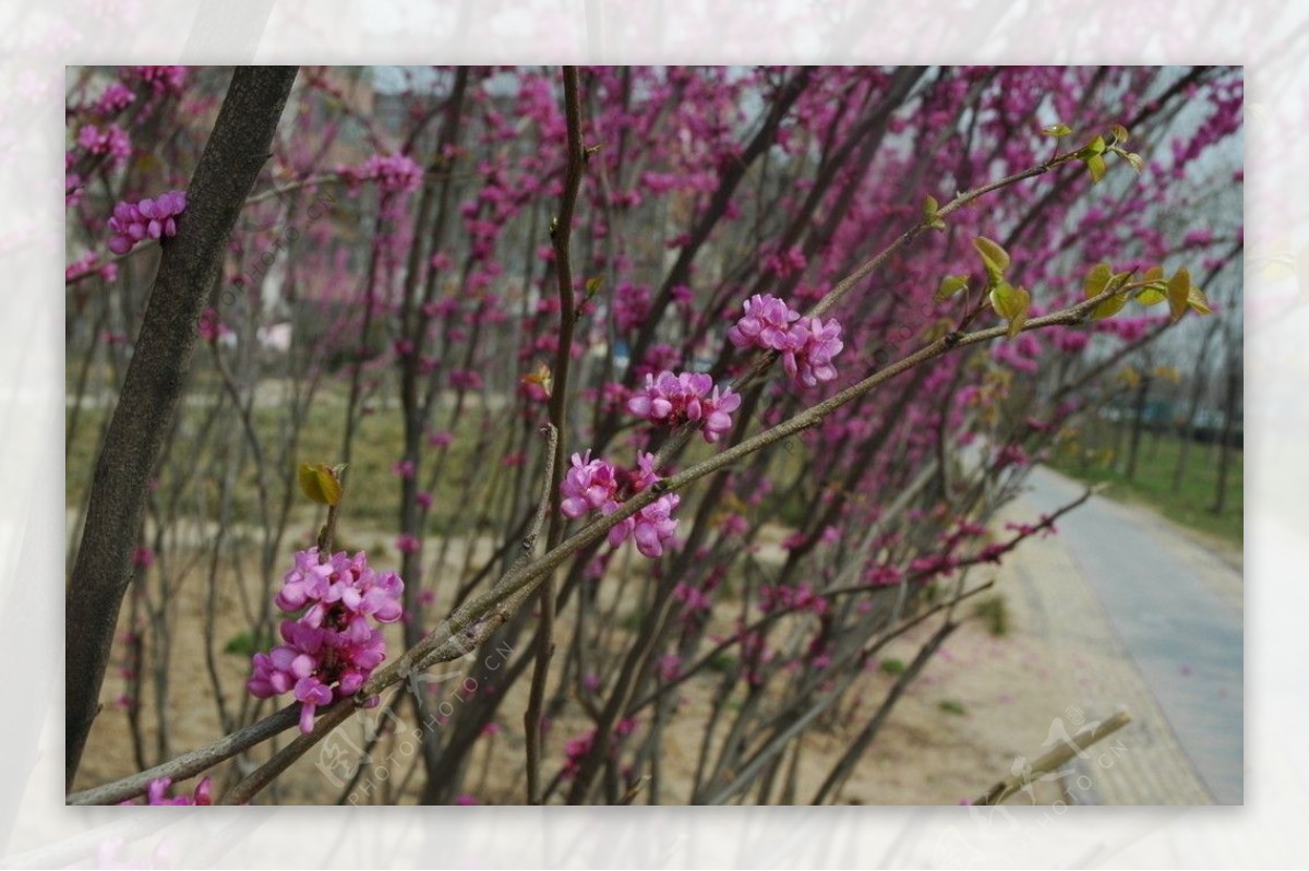 春之花图片