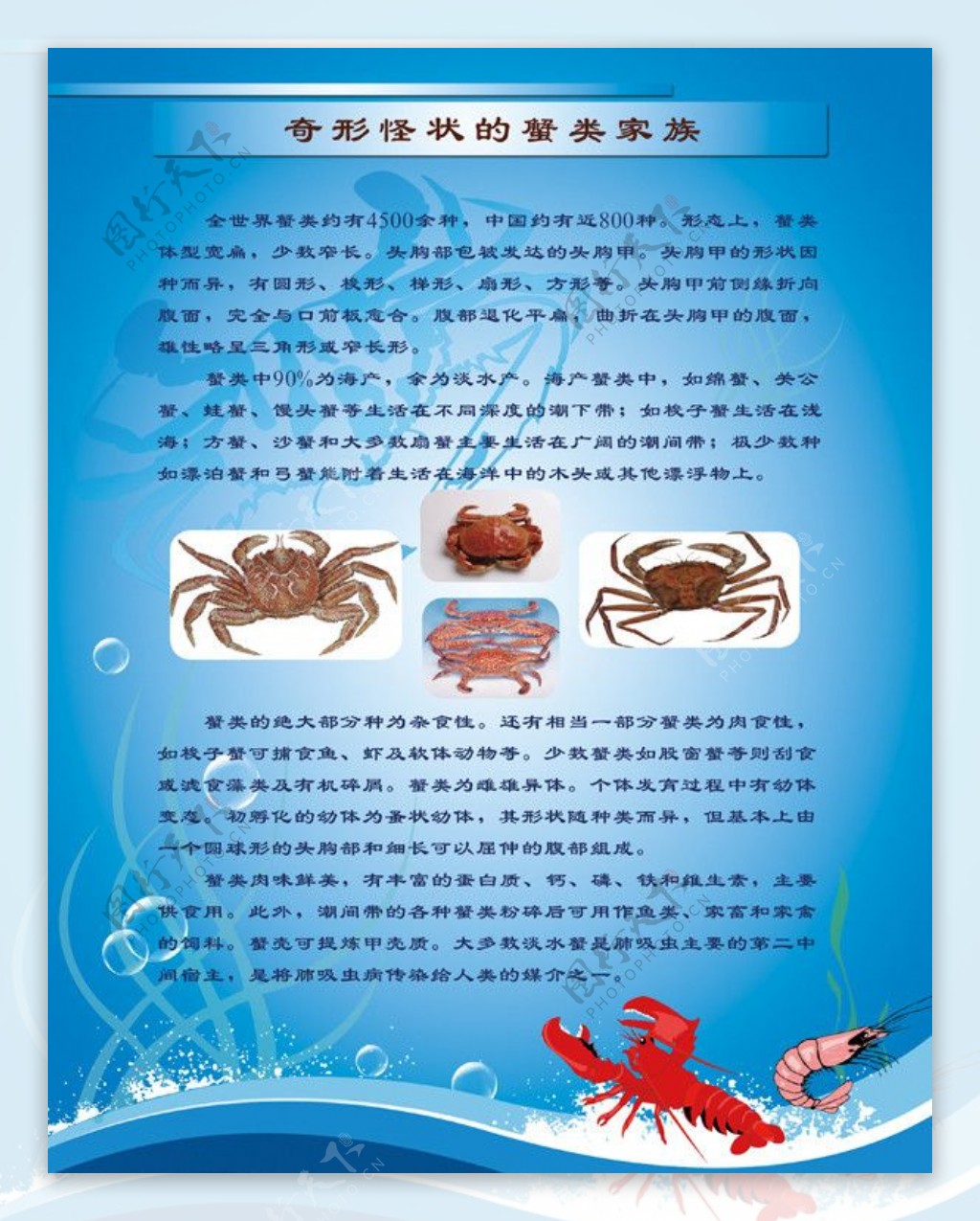 螃蟹展板图片