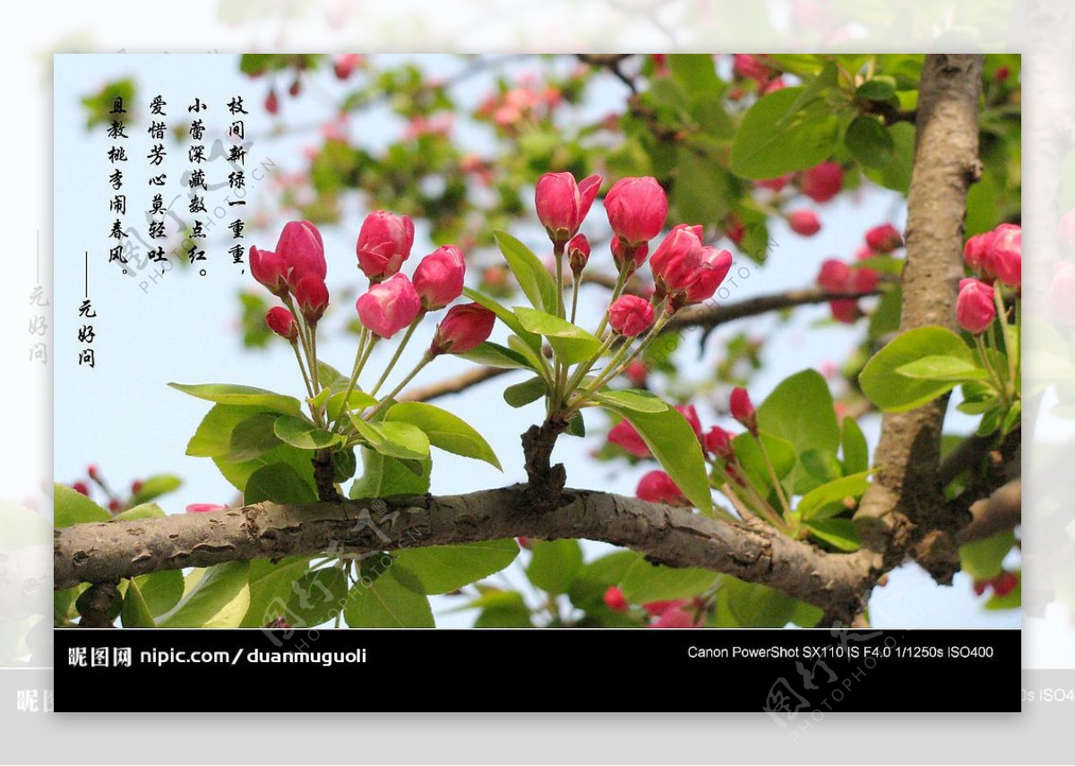 海棠花苞图片