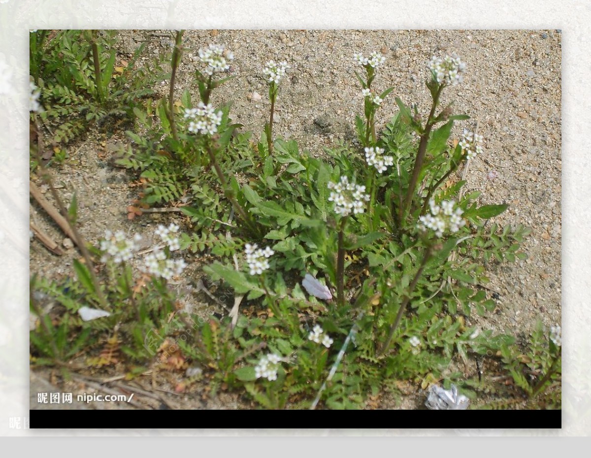 荠菜图片